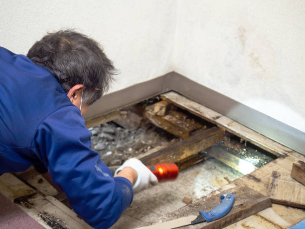 Best Water Damage Restoration  in Shelby, OH