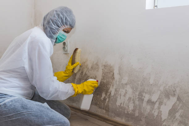 Crawl Space Mold Removal in Shelby, OH