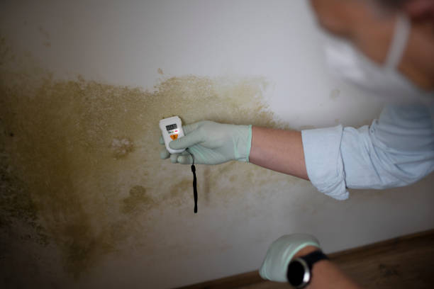 Shelby, OH Mold Removal Company