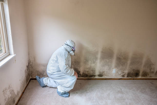 Best Local Mold Removal Service  in Shelby, OH