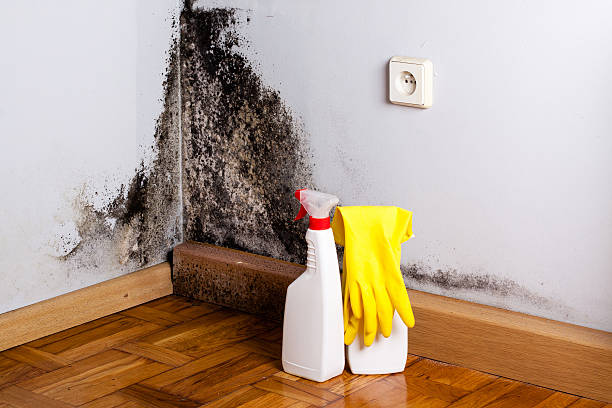 Best Mold Damage Repair  in Shelby, OH